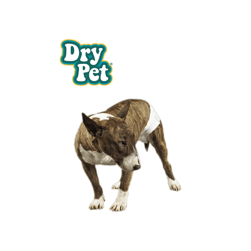Dry Pet Pañales para Perro Mediano 12 pz - Accesorios