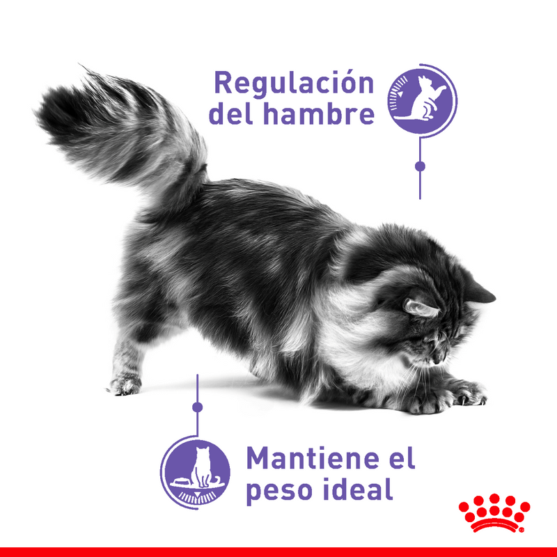Royal Canin Appetite Control Care 5.9kg - Alimento Seco Gato