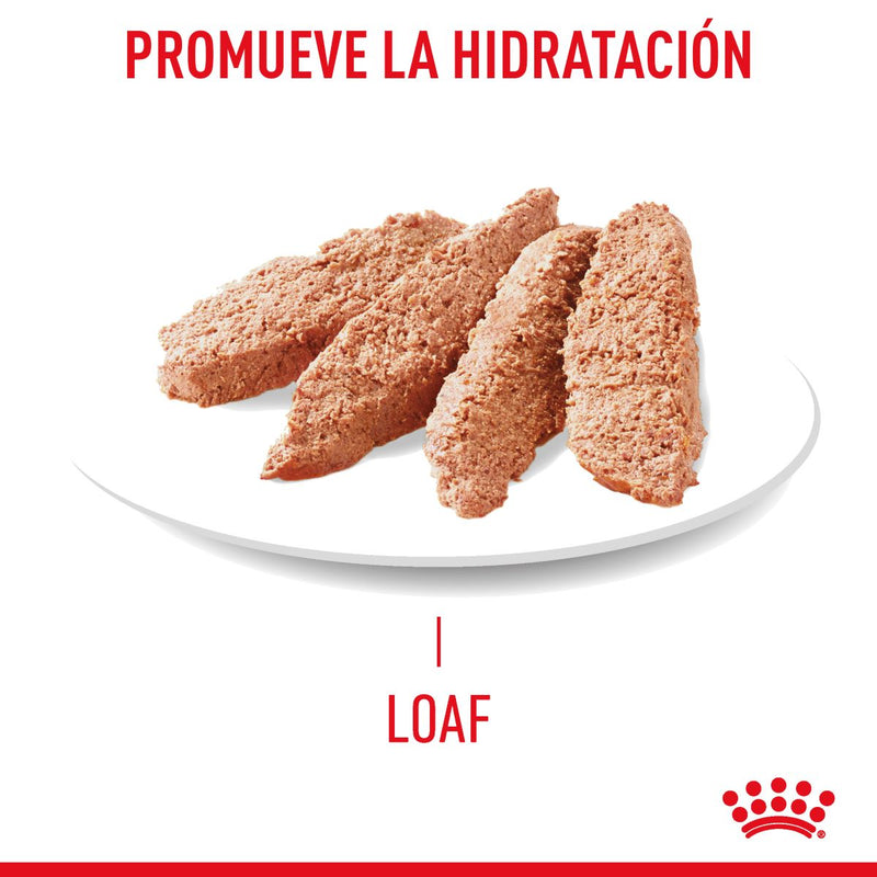 Royal Canin Hair and Skin Care Loaf in Sauce Lata 145 gr - Alimento Húmedo Gato Adulto