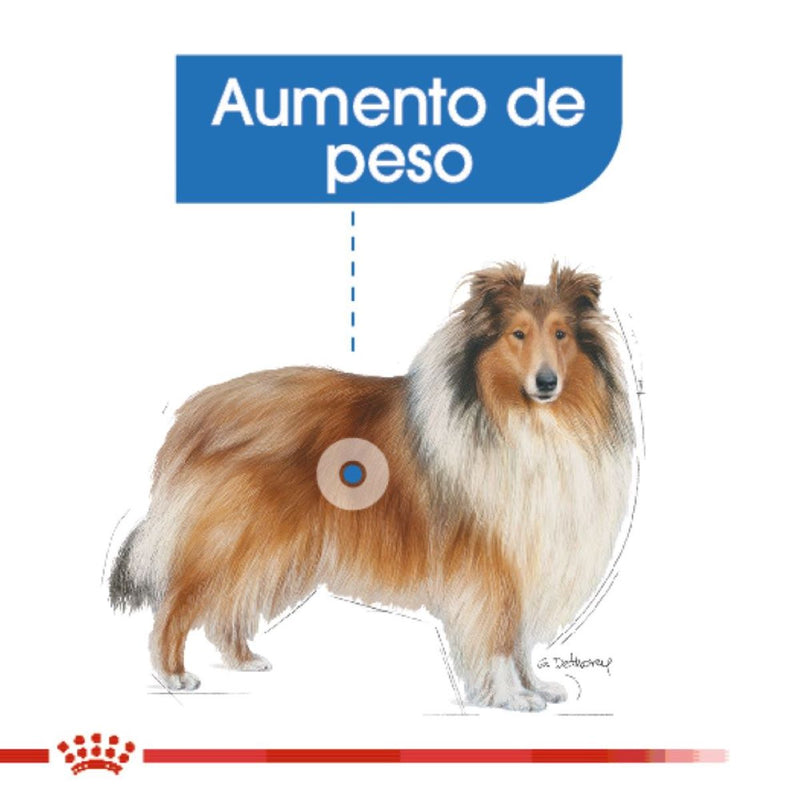 Royal Canin Large Weight Care / Maxi Weight Care 13.6 kg - Alimento Seco Adulto Raza Grande