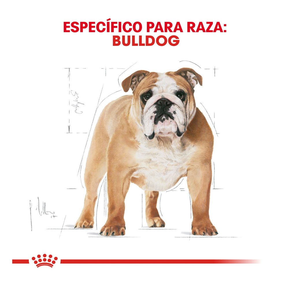 Royal Canin Bulldog Inglés Adulto 13.63 kg - Alimento Seco Bulldog Inglés Adulto