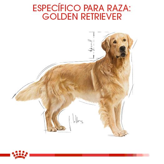 Royal Canin Golden Retriever Adulto 13.6 kg - Alimento Seco Golden Retriever