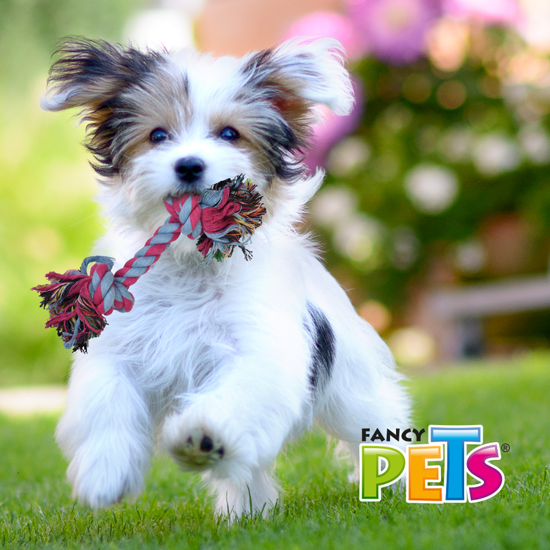 Fancy Pets Hueso de Hilo de Colores Surtidos 25cm - Juguete Perro