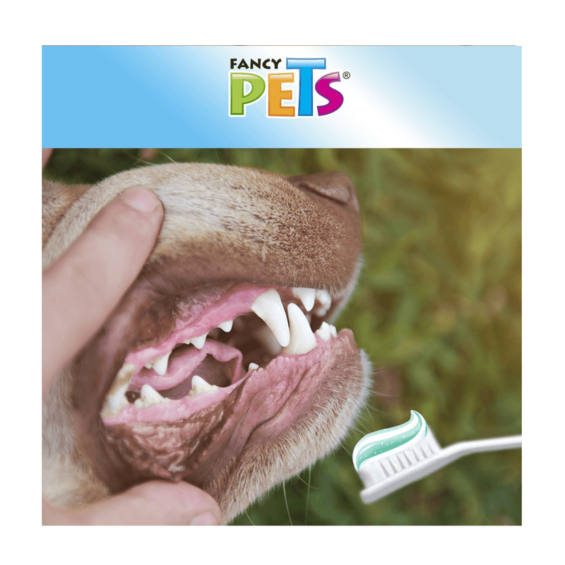 Fancy Pets Kit Dental Para Perro - Accesorios