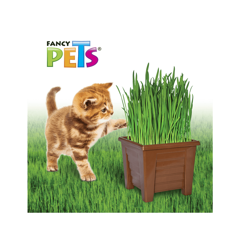 Fancy Pets Pasto Para Gatos - Premios para gato
