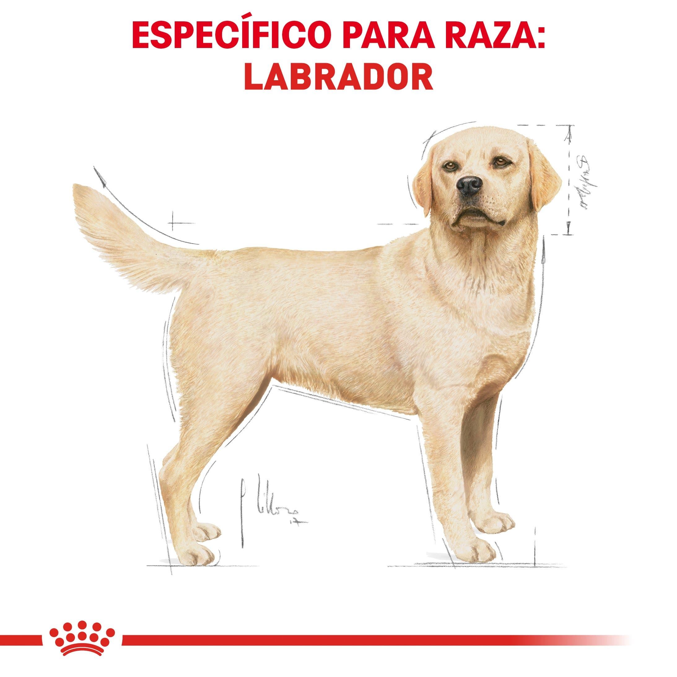 Royal Canin Labrador Retriever Adulto 13.63 kg - Alimento Seco Labrador Adulto