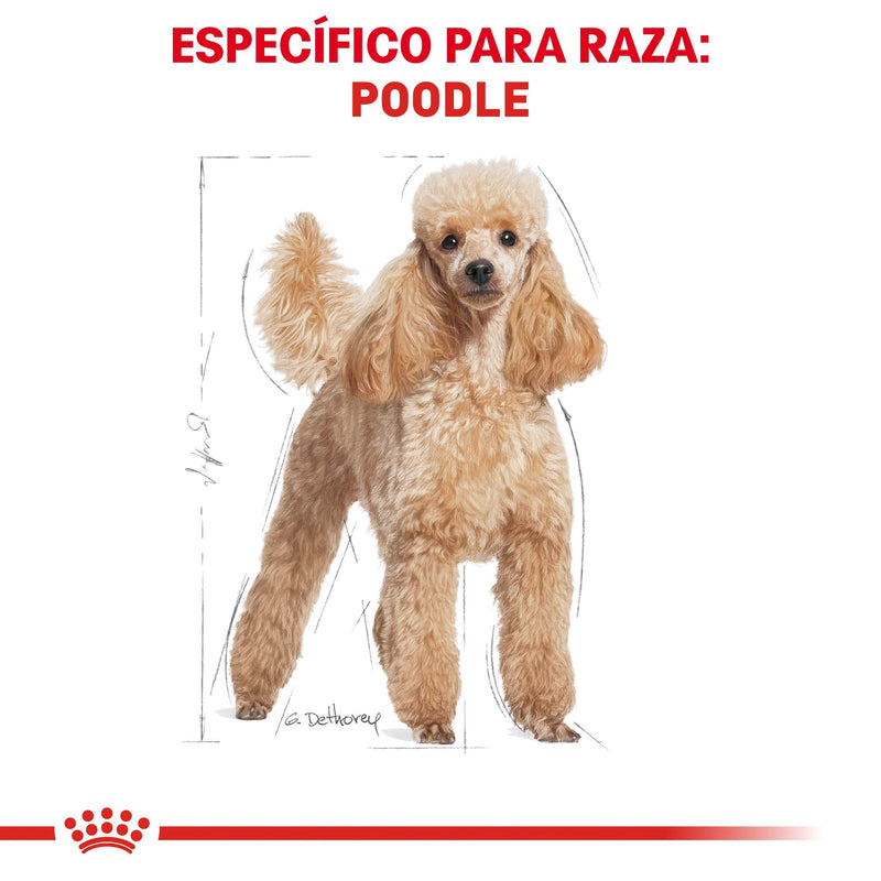 Royal Canin Poodle Adulto 4.54kg - Alimento Seco Poodle Adulto