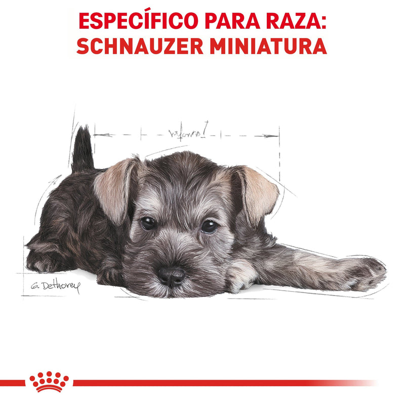 Royal Canin Schnauzer Puppy 1.13kg - Alimento Seco Schnauzer Cachorro