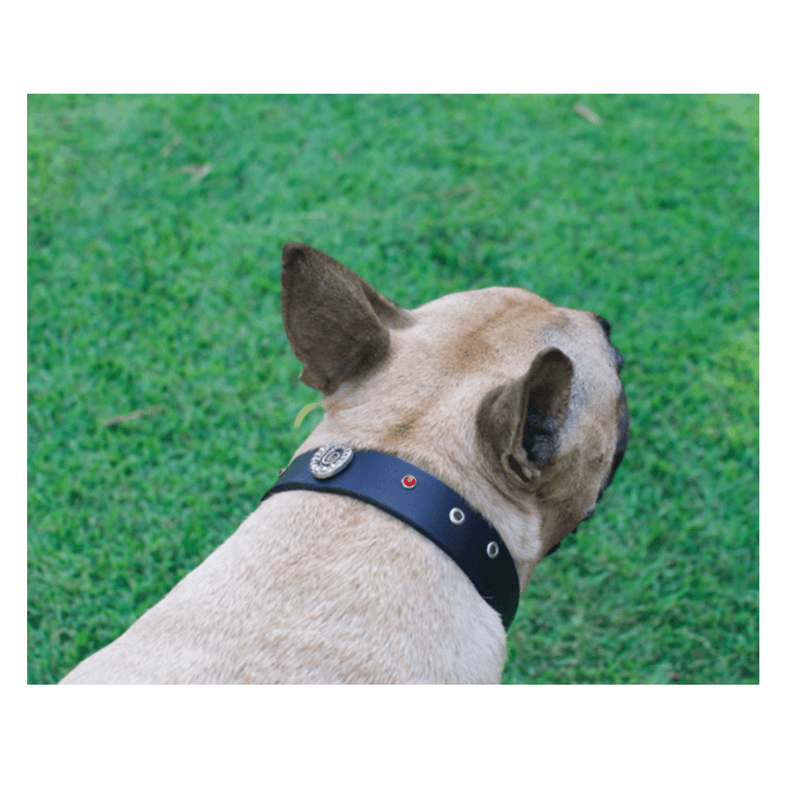 Tolome Collar Fosil para Perro - Accesorios