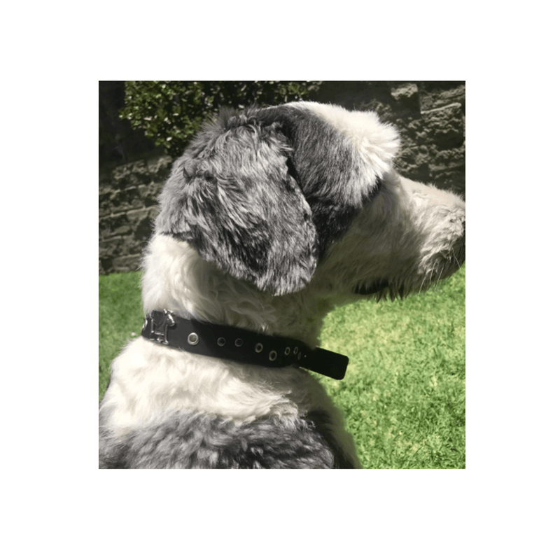 Tolome Collar Logo Silverbone para Perro - Accesorios